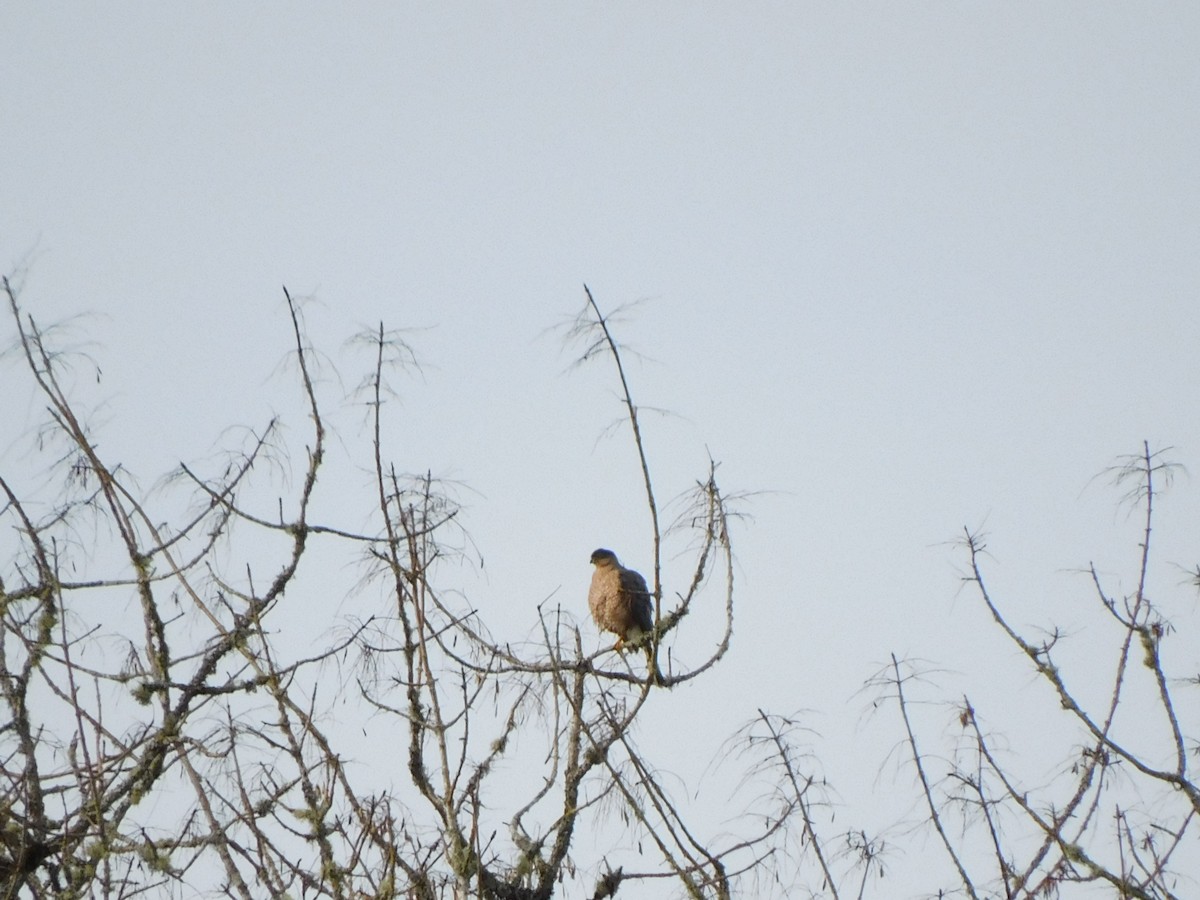 Cooper's Hawk - ML645024870