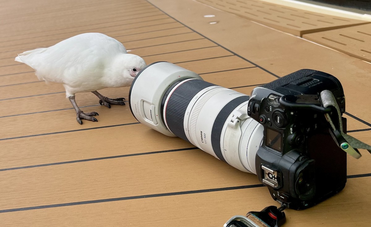 Snowy Sheathbill - ML645024873