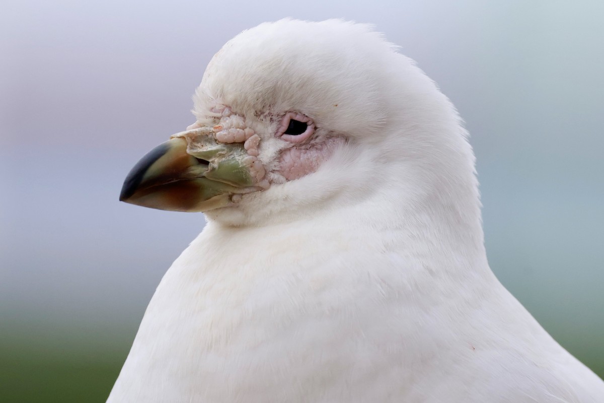 Snowy Sheathbill - ML645024874