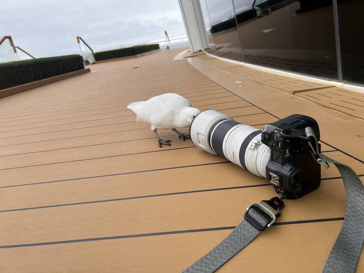 Snowy Sheathbill - ML645024875