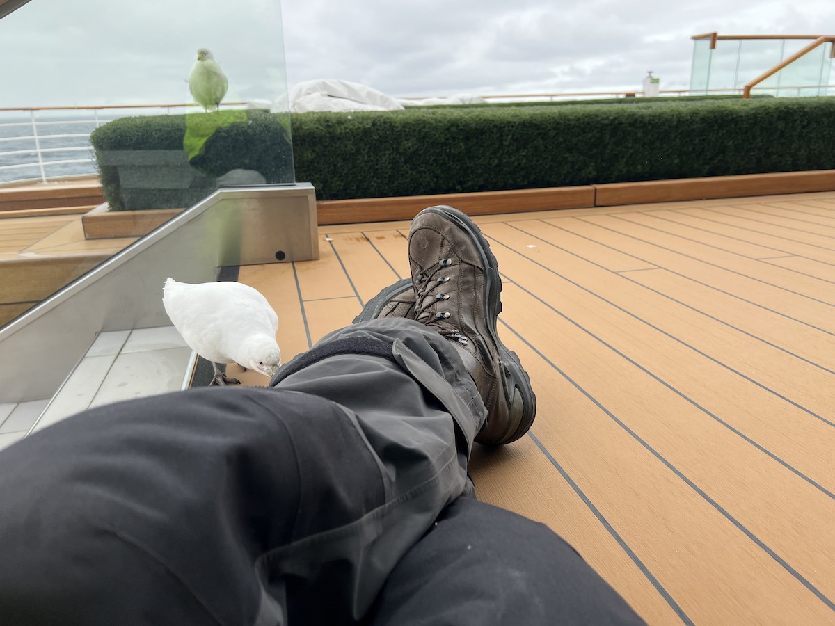 Snowy Sheathbill - ML645024876