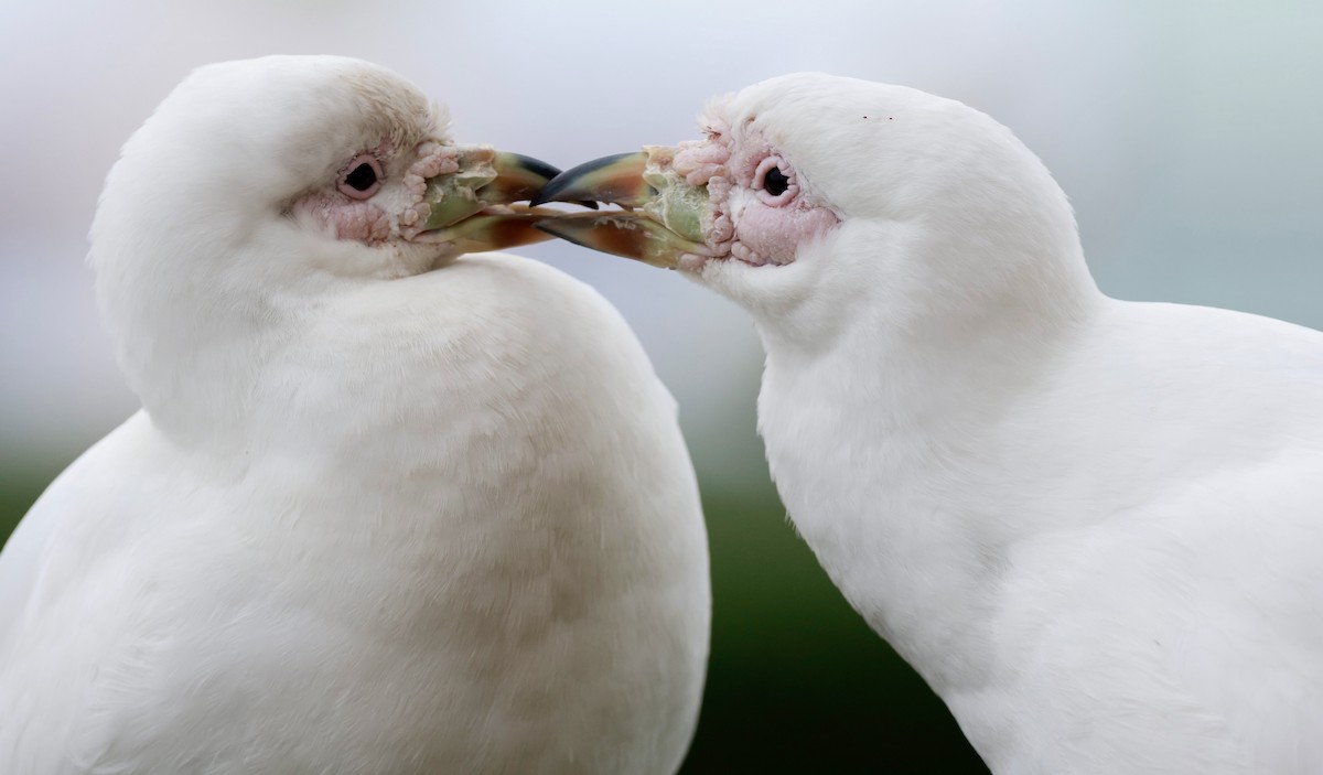 Snowy Sheathbill - ML645024877
