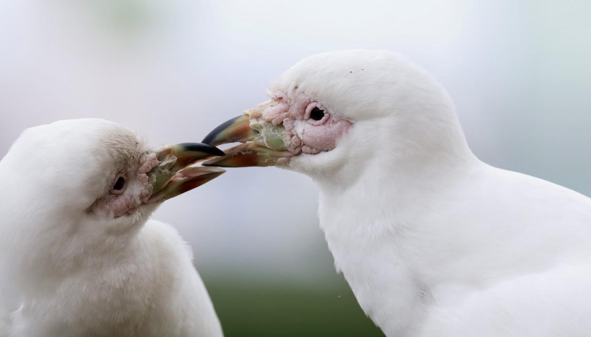 Snowy Sheathbill - ML645024878
