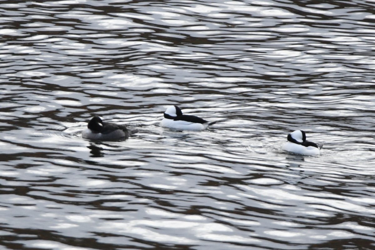 Bufflehead - ML645024905