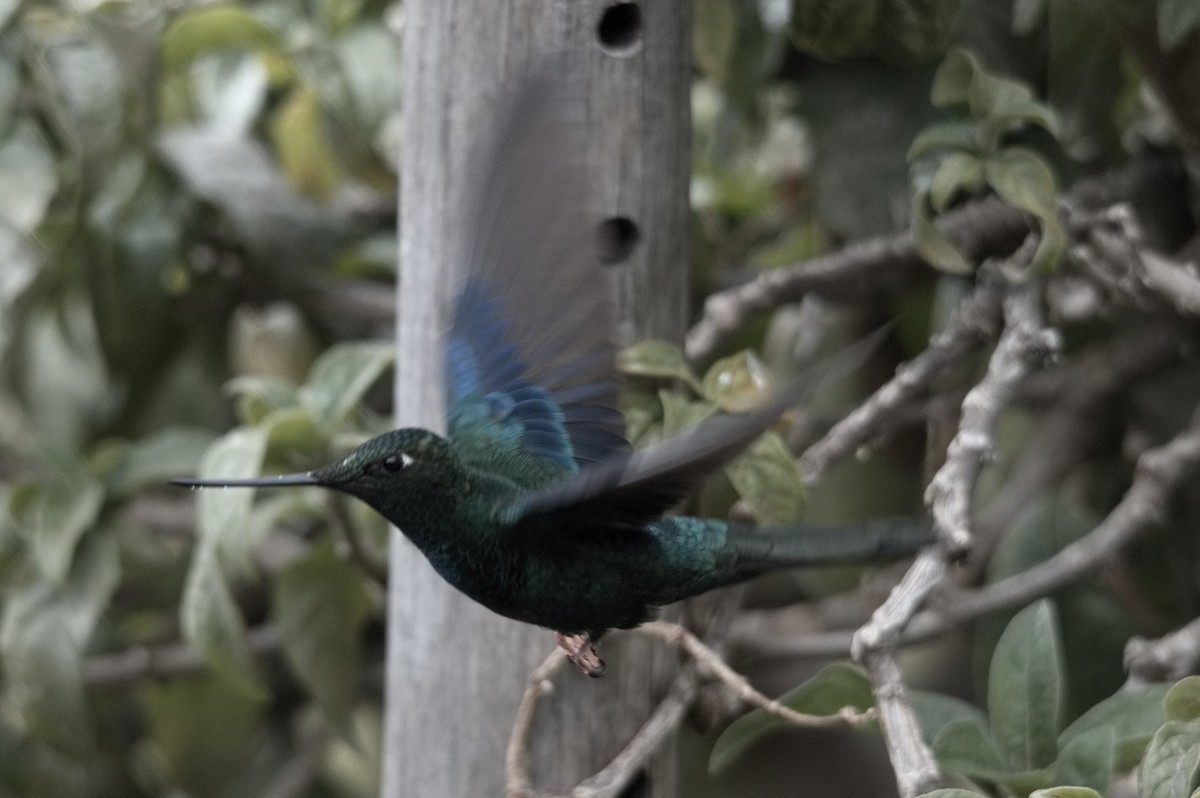 Great Sapphirewing - ML645024914