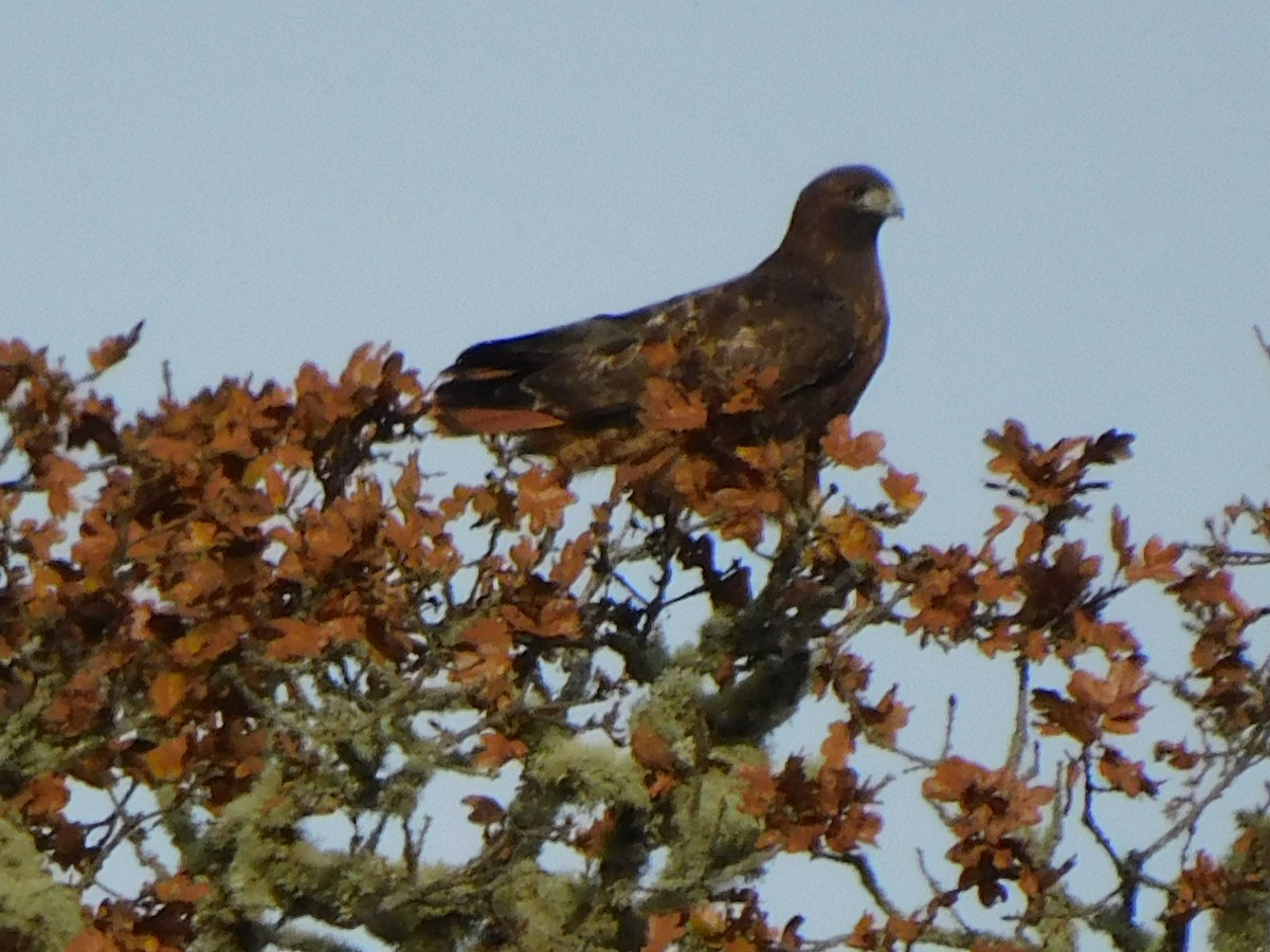 Red-tailed Hawk - ML645024922