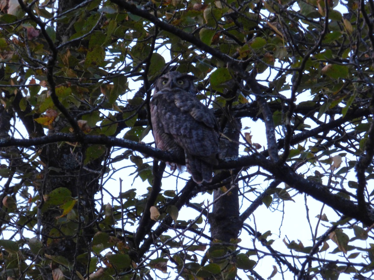 Great Horned Owl - ML645024925