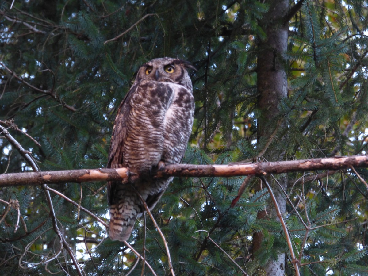 Great Horned Owl - ML645024927