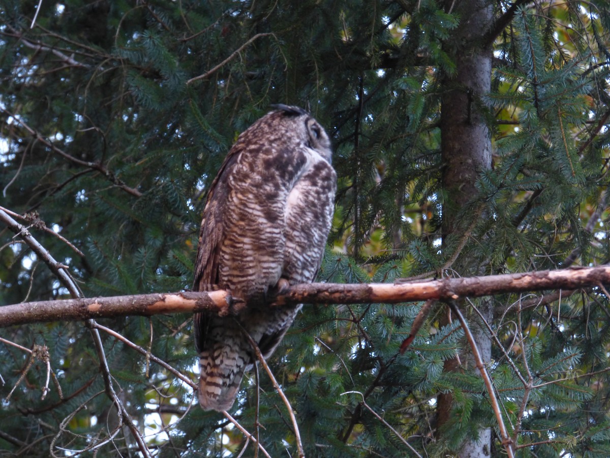 Great Horned Owl - ML645024928