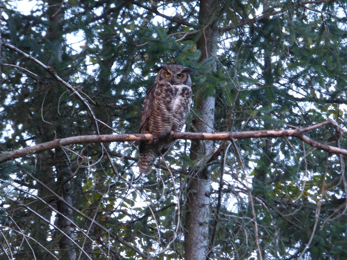 Great Horned Owl - ML645024929