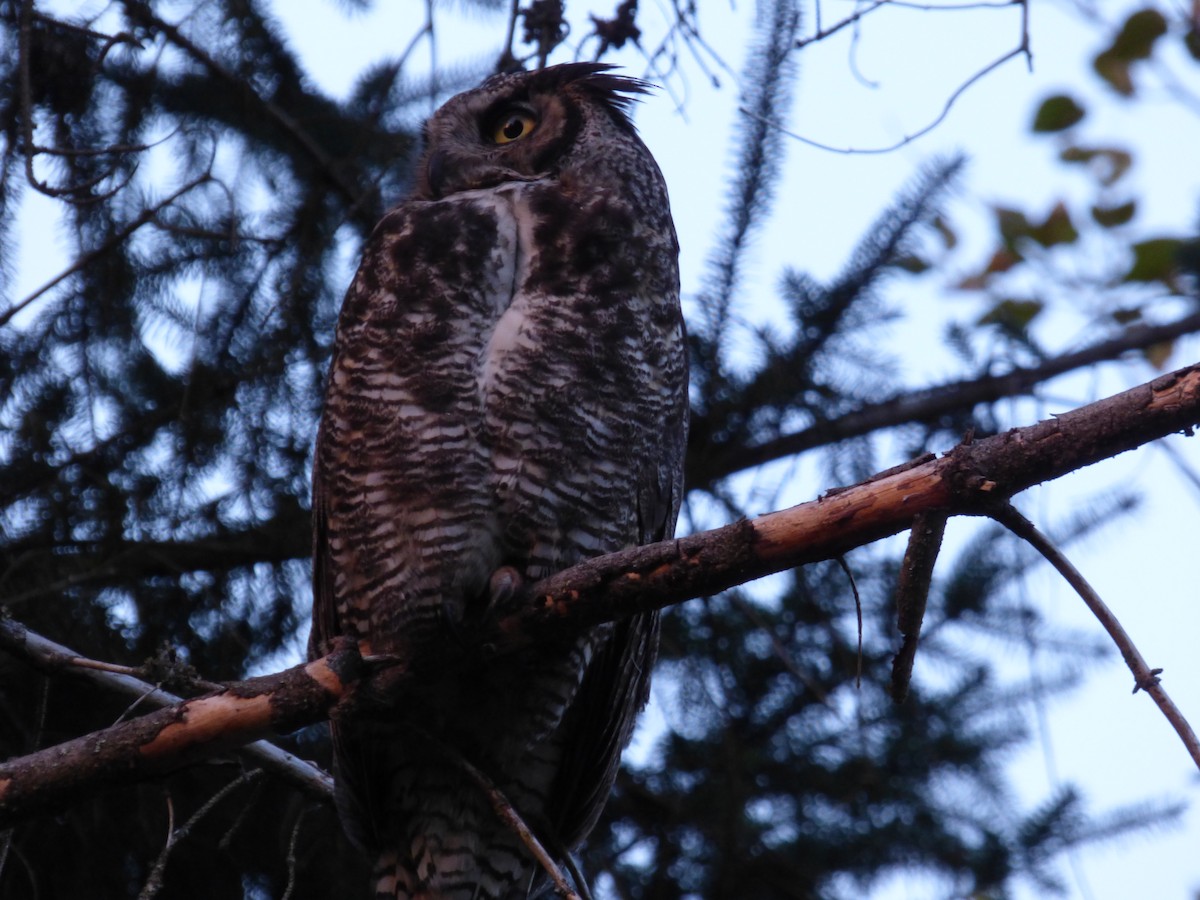 Great Horned Owl - ML645024930