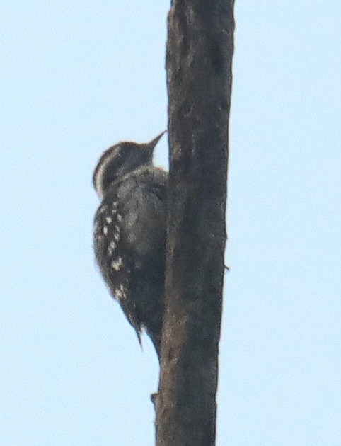 Brown-capped Pygmy Woodpecker - ML645024931