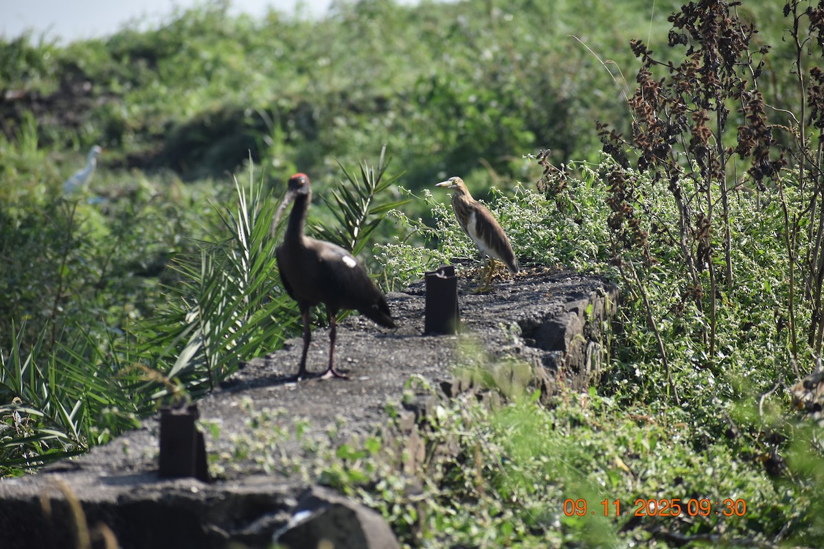 Hint Alaca Balıkçılı - ML645024933