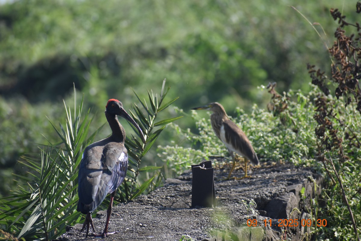 Hint Alaca Balıkçılı - ML645024934