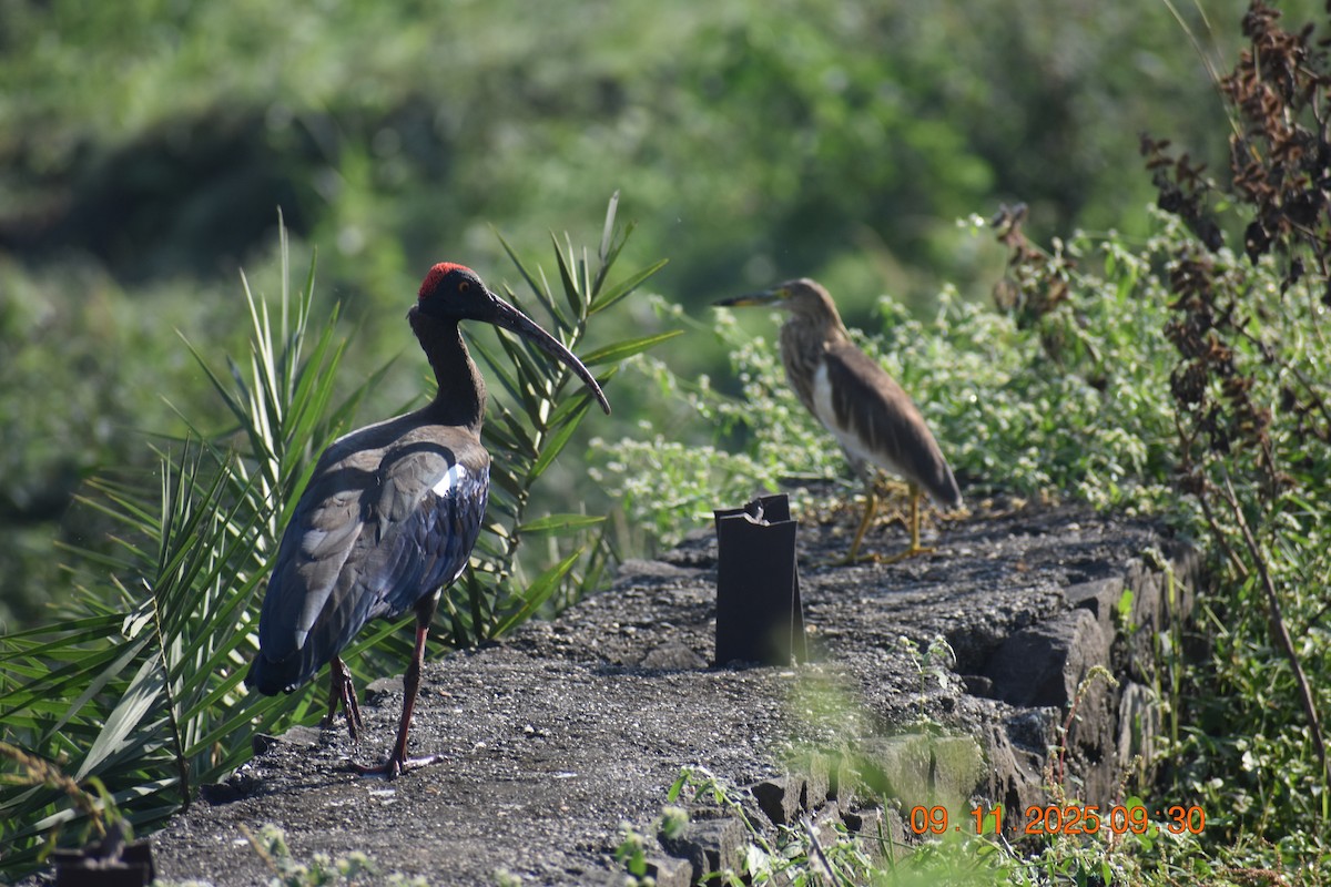 Hint Alaca Balıkçılı - ML645024935