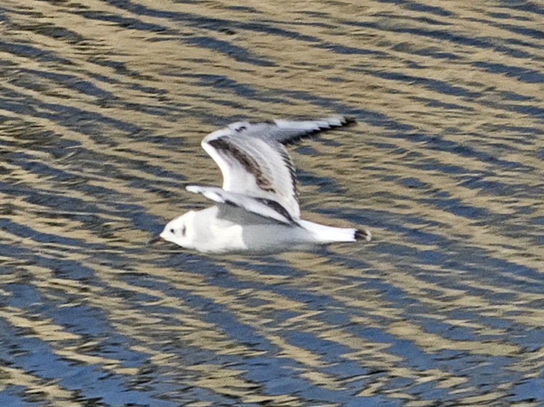Bonaparte's Gull - ML645024936