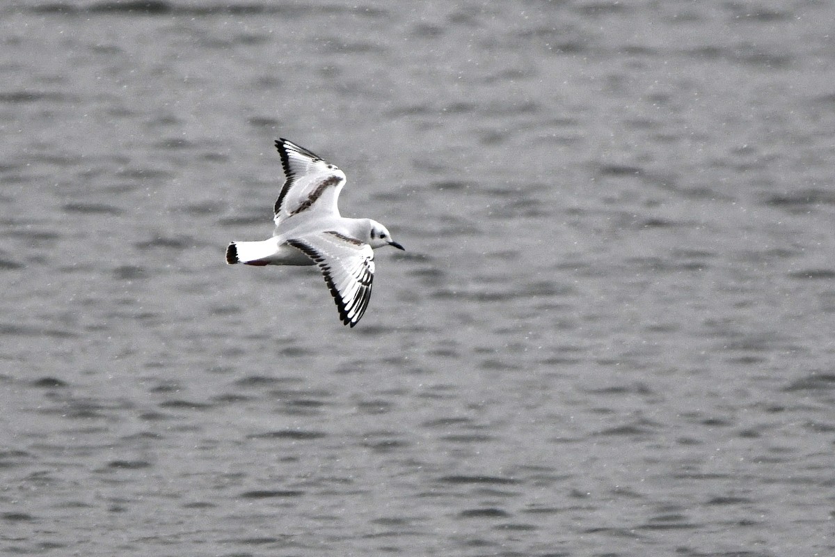 Bonaparte's Gull - ML645024944