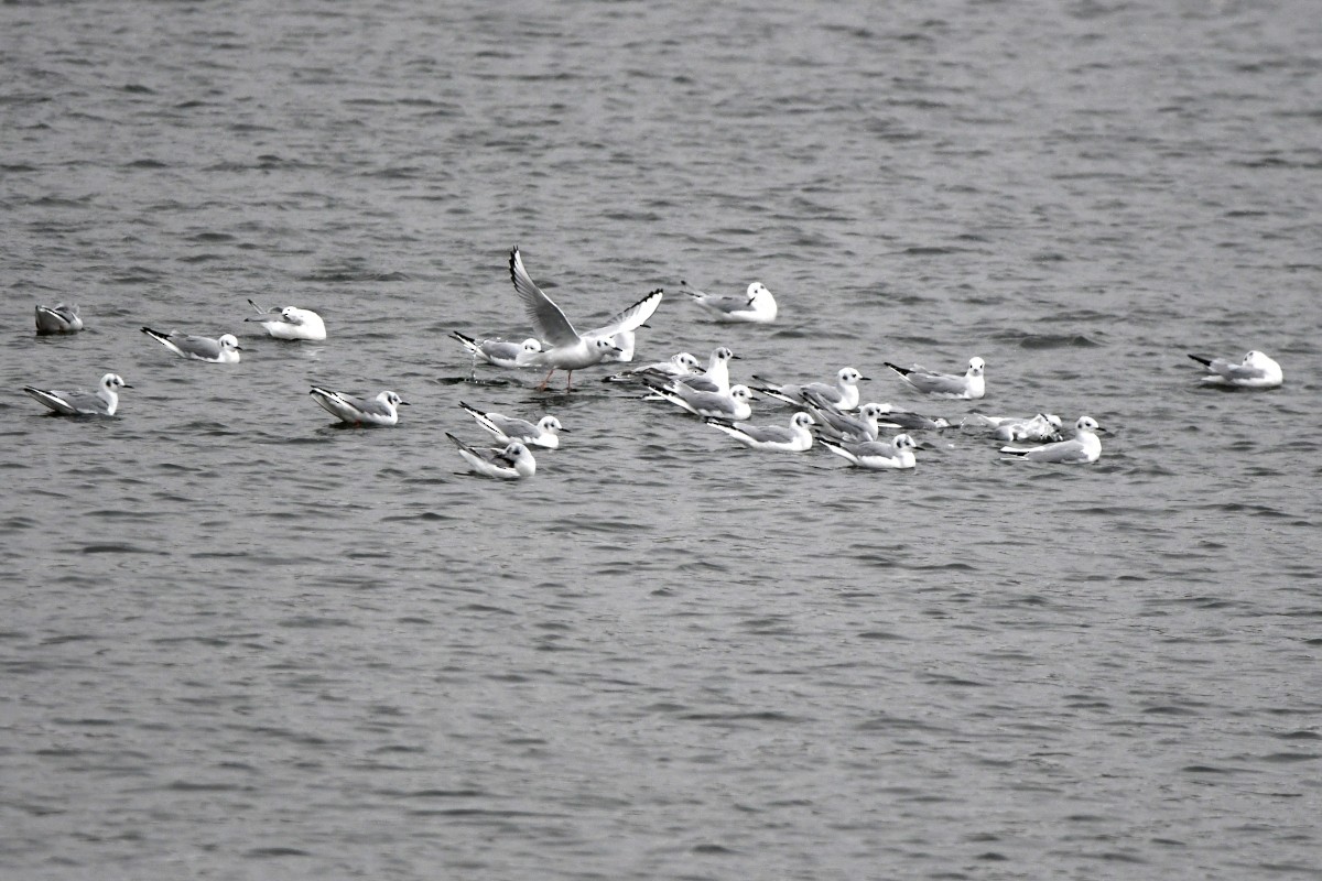 Bonaparte's Gull - ML645024946