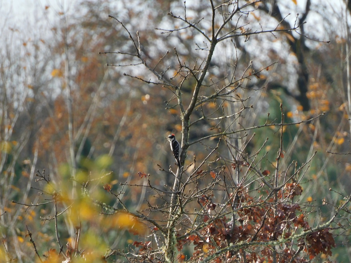 Downy Woodpecker - ML645024949