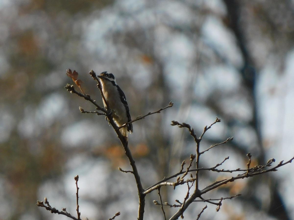 Downy Woodpecker - ML645024950