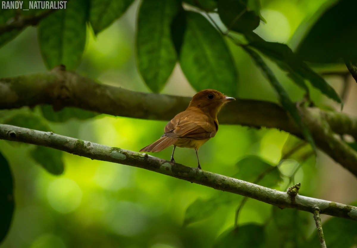 Kızıl Ağıtçı Tiran - ML645024952