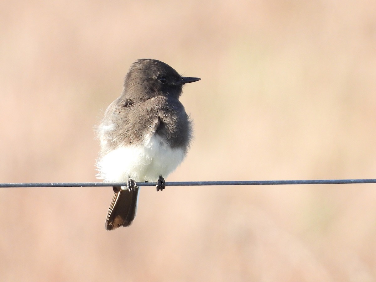 Black Phoebe - ML645024953