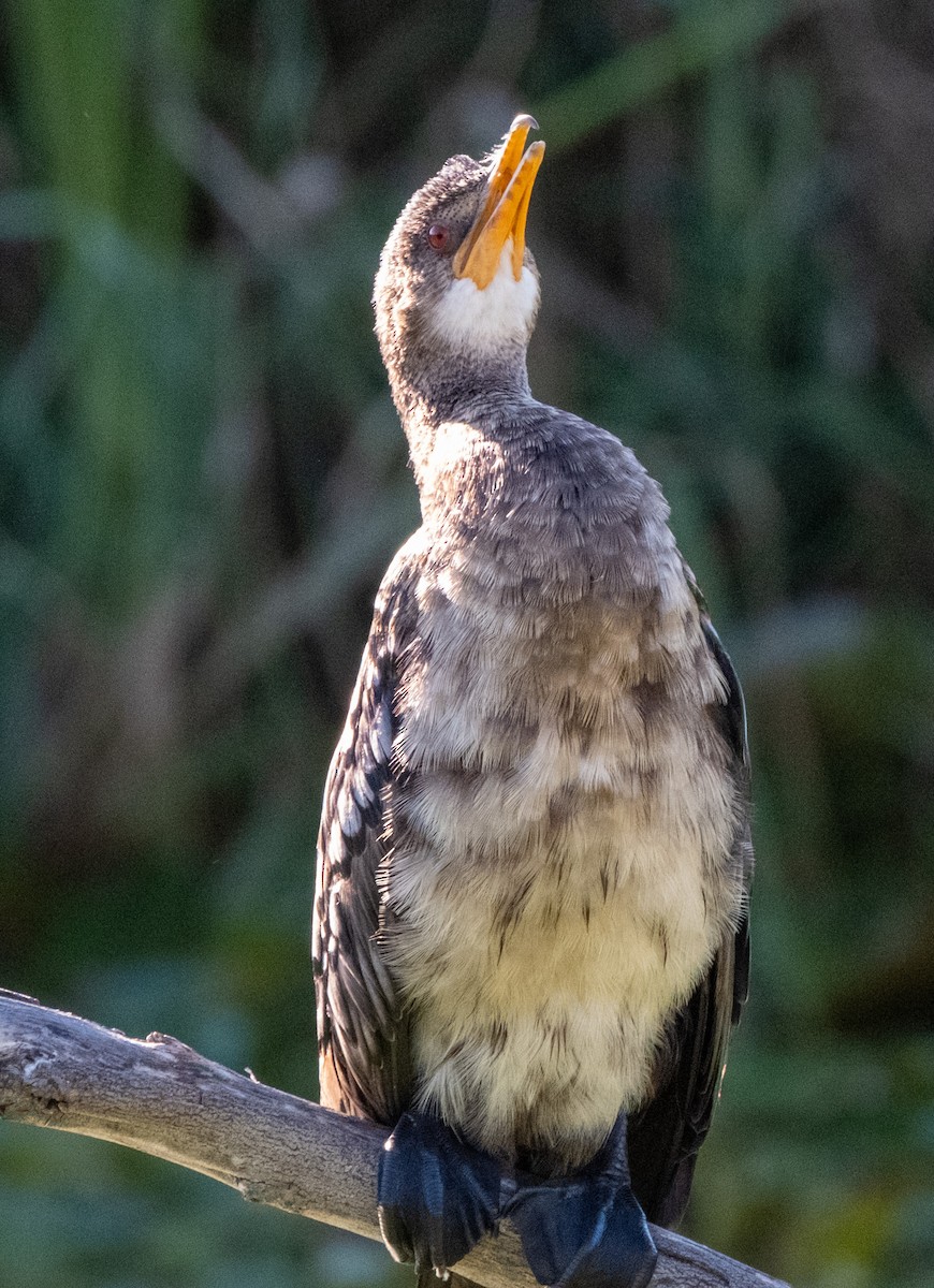 kormorán dlouhoocasý - ML645024958