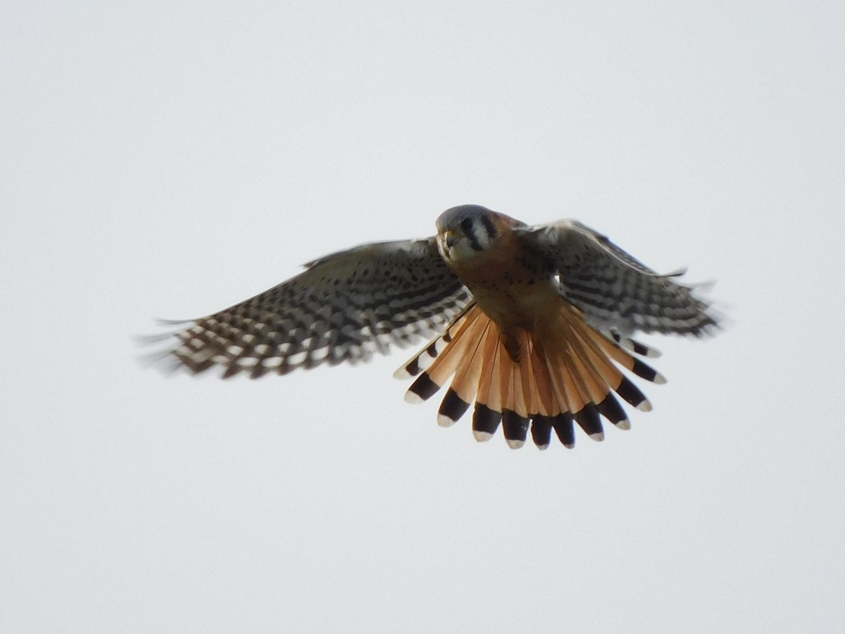 American Kestrel - ML645024960