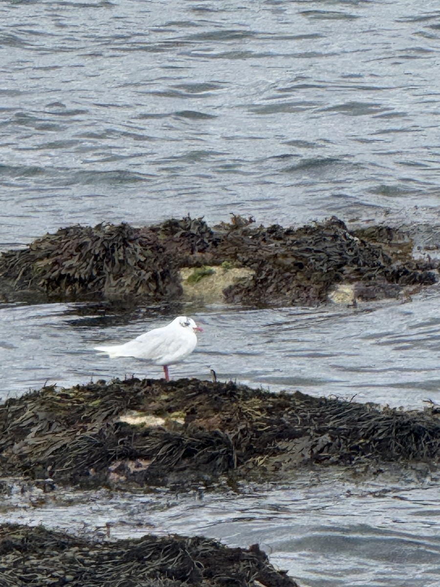 ニシズグロカモメ - ML645024973