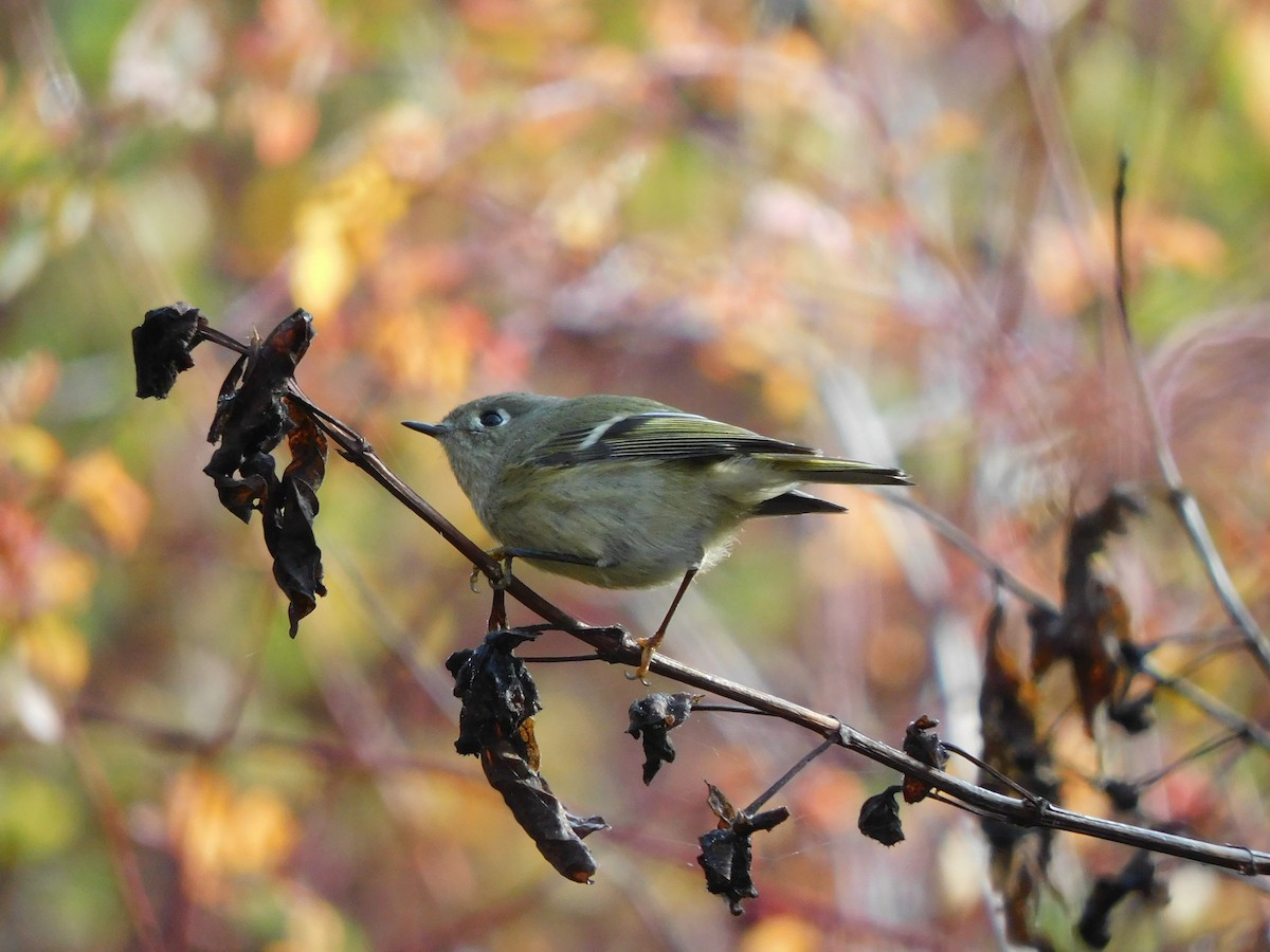 Ruby-crowned Kinglet - ML645024988