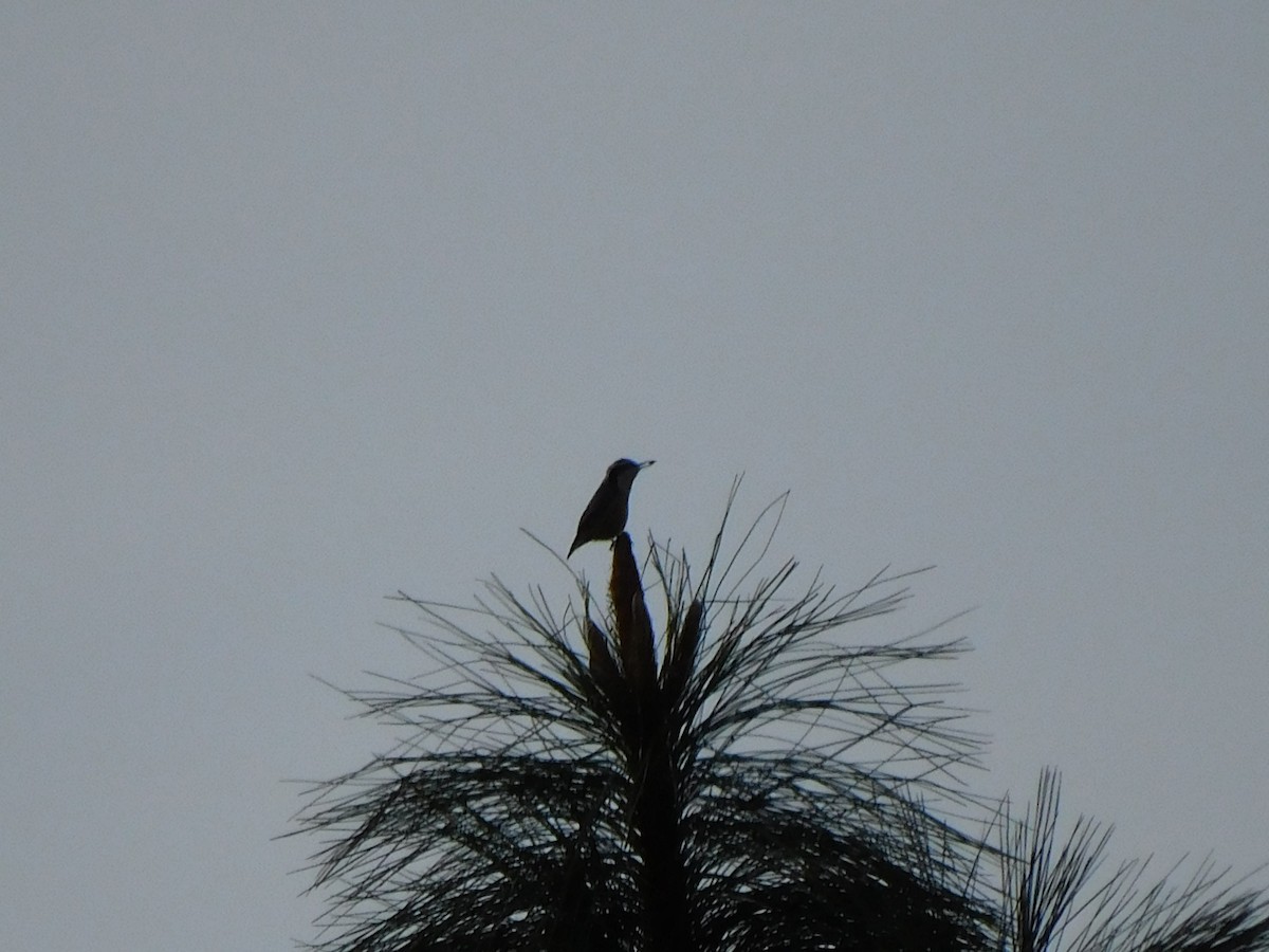 Red-breasted Nuthatch - ML645025004