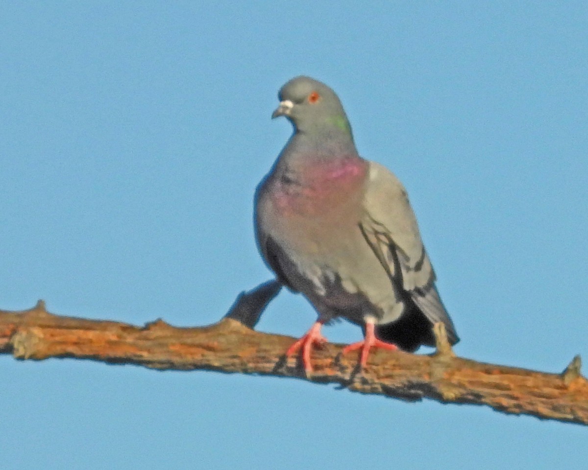 Haitz-usoa (etxekoa) - ML645025027