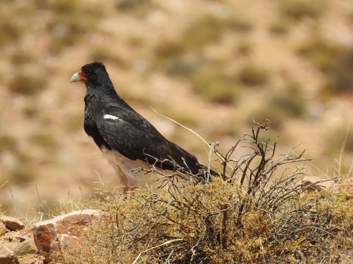 Mountain Caracara - ML645025034