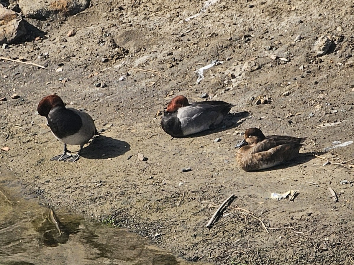 Redhead - ML645025055