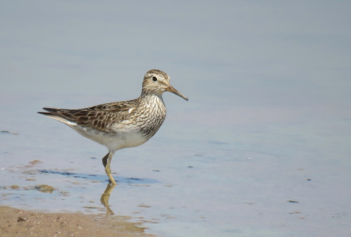 Дутыш - ML645025056