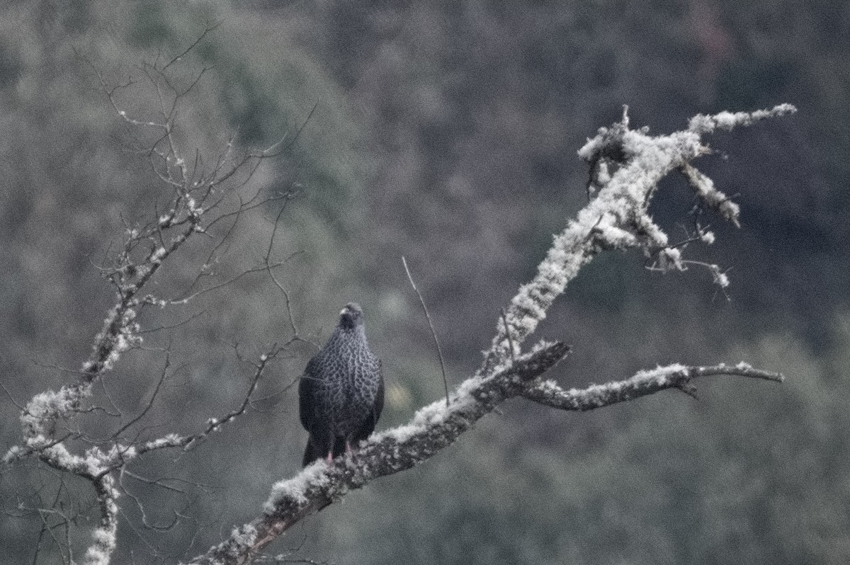 Пенелопа андська - ML645025068