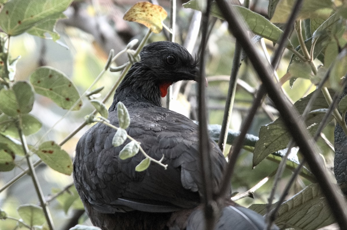 Пенелопа андська - ML645025069