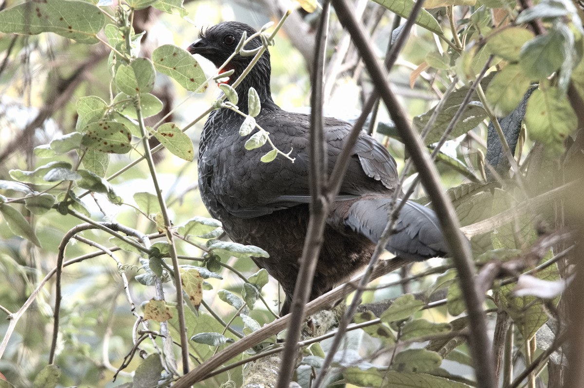 Пенелопа андська - ML645025070
