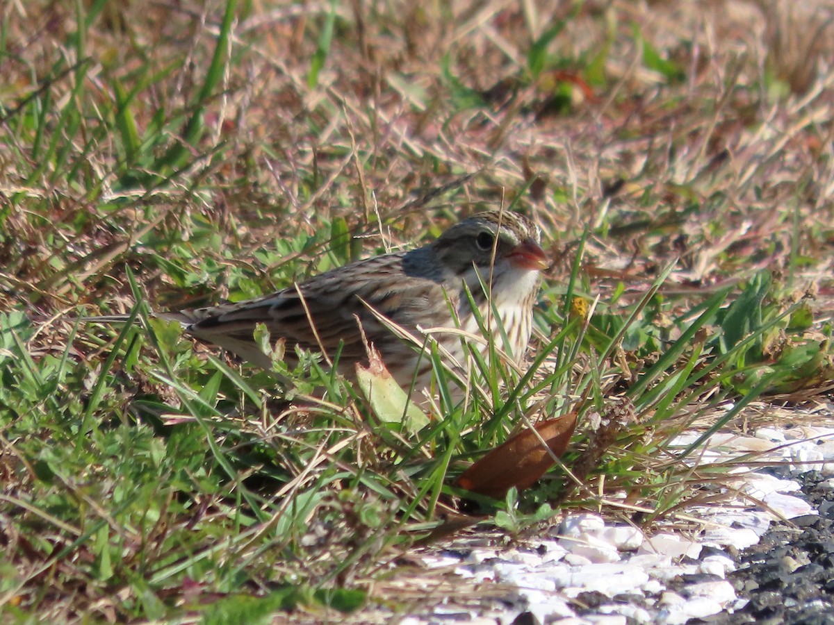 Savannah Serçesi (princeps) - ML645025079