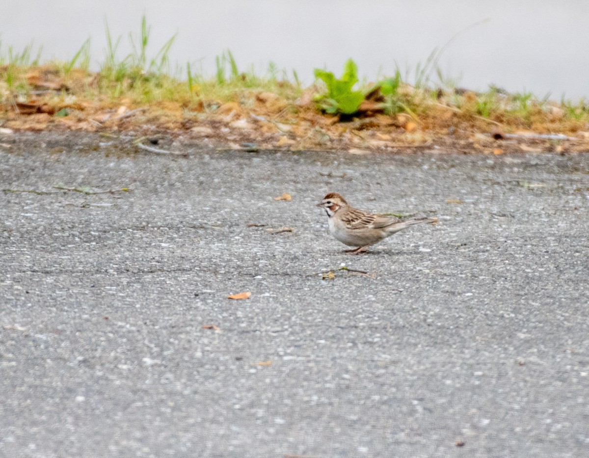 Lark Sparrow - ML645025081