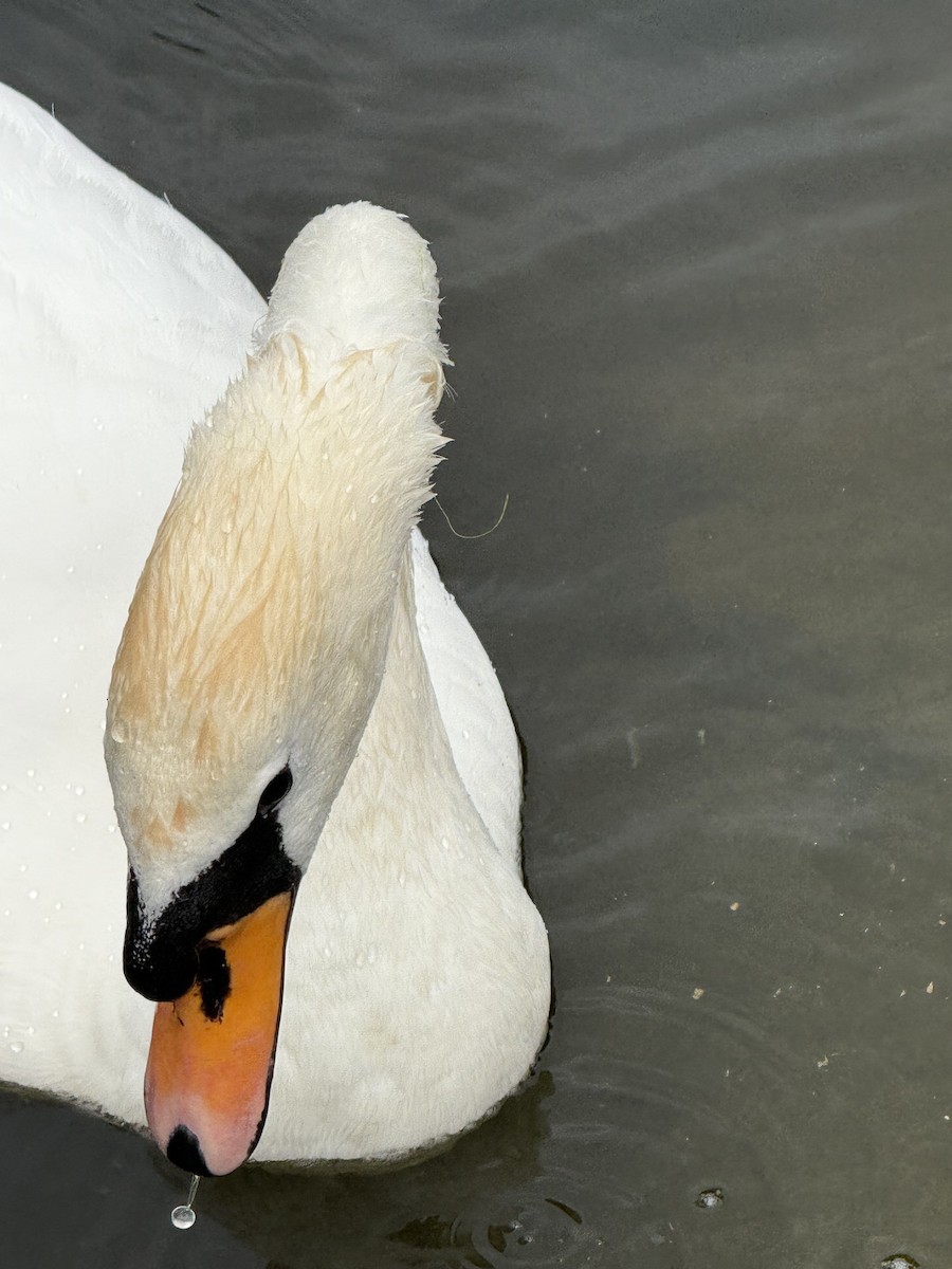 labuť velká - ML645025083