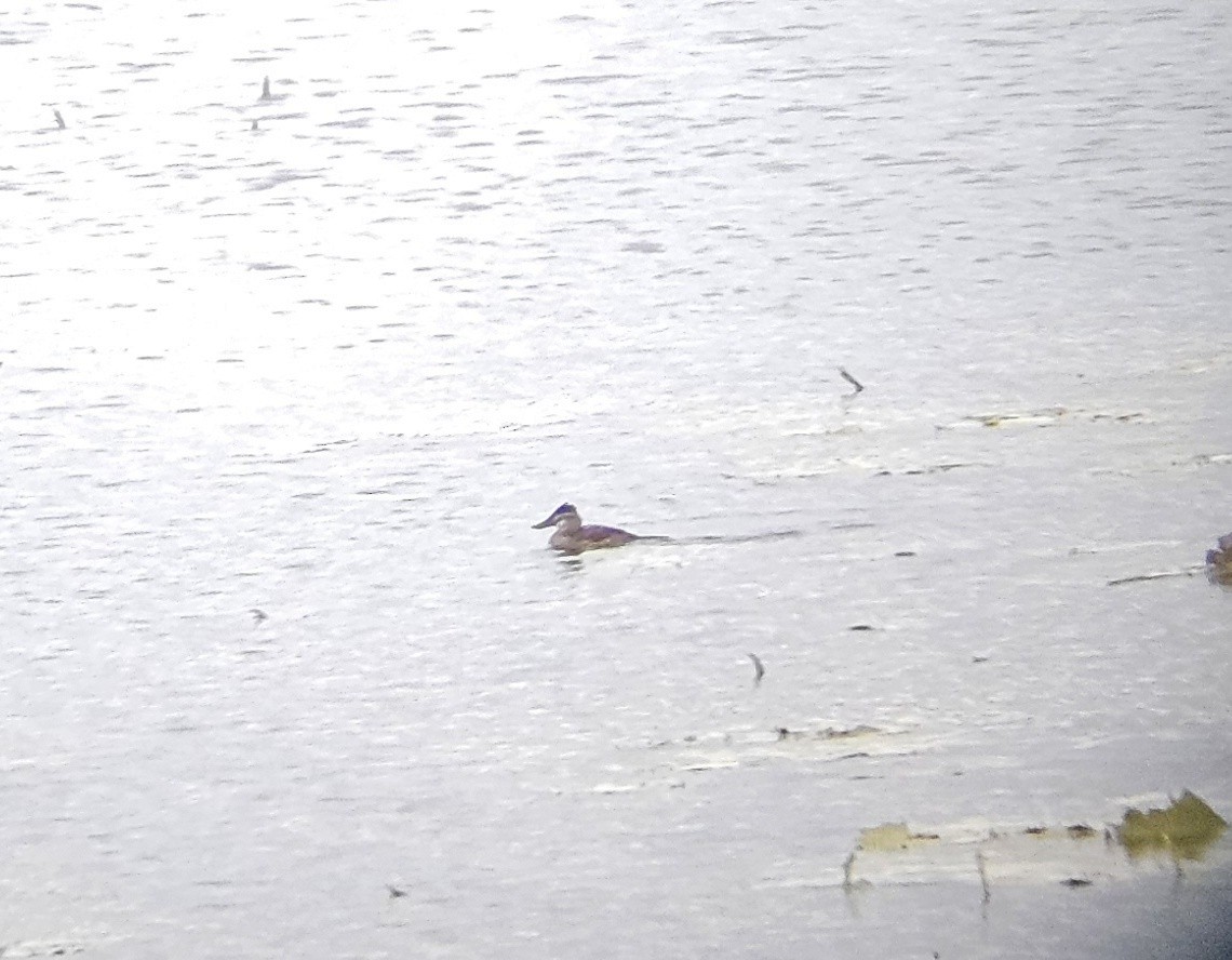 Schwarzkopf-Ruderente - ML645025120