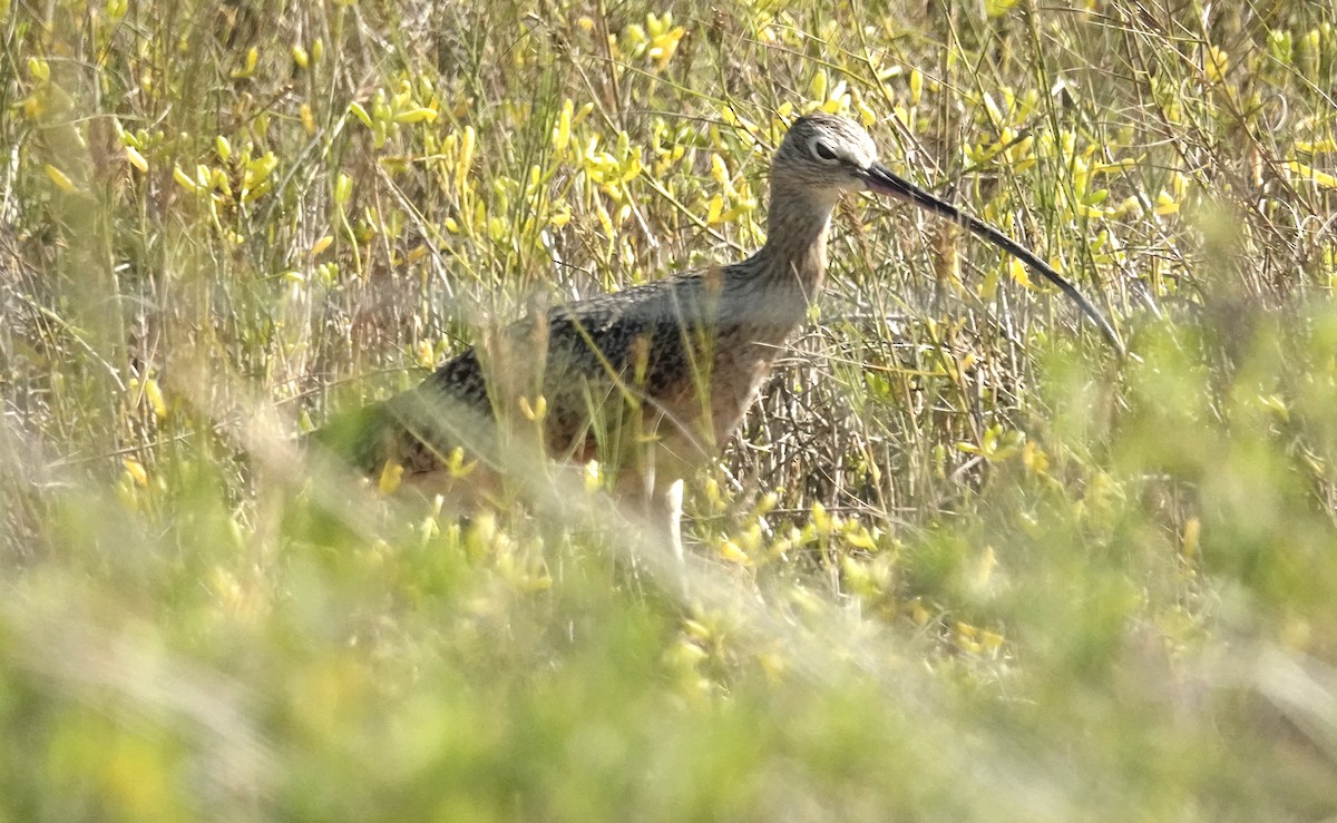 Кульон американський - ML645025144