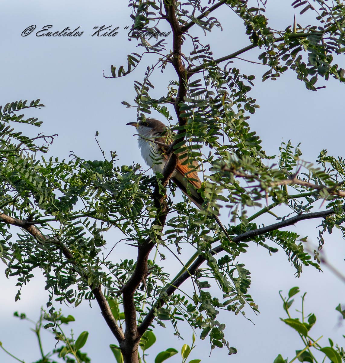 Yellow-billed Cuckoo - ML645025152