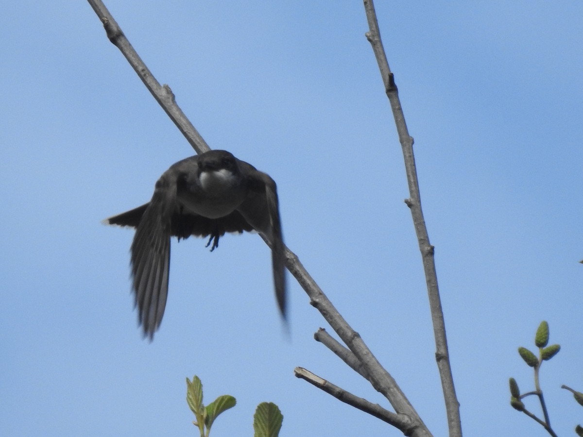 Tirano Oriental - ML645025217