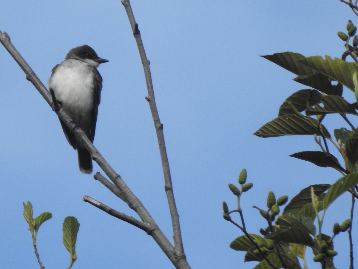 Tirano Oriental - ML645025218