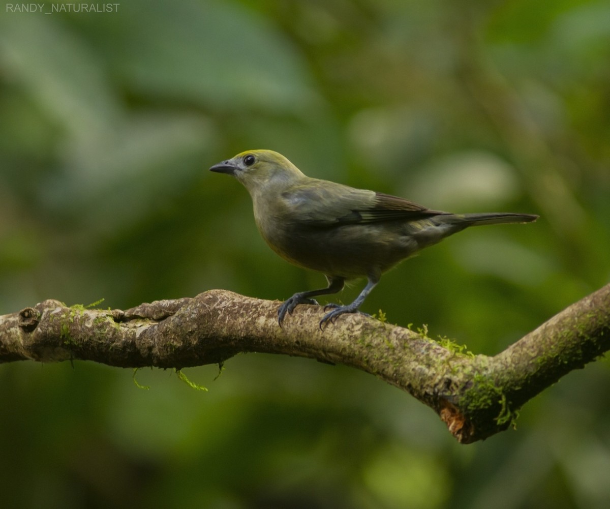 Palmiye Tangarası - ML645025219