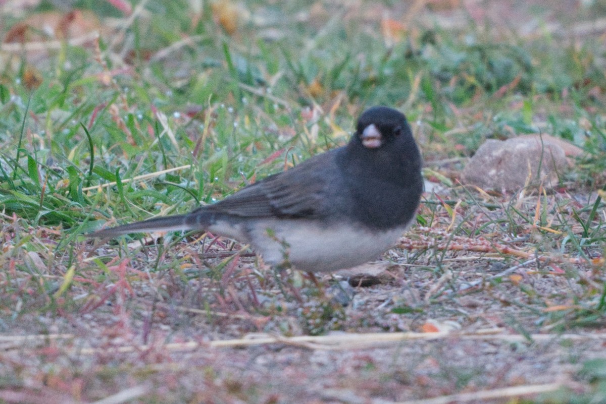 Dark-eyed Junco (cismontanus) - ML645025224