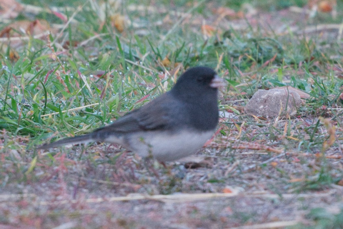 Dark-eyed Junco (cismontanus) - ML645025225