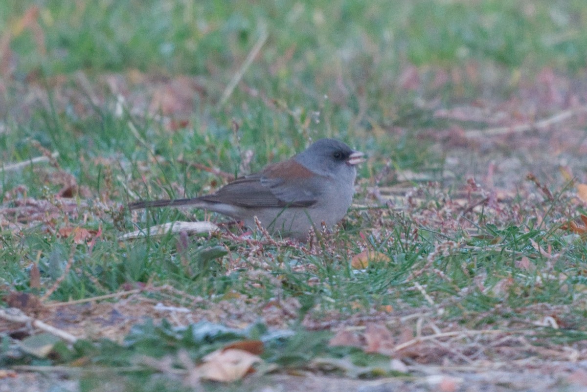 Dark-eyed Junco (Gray-headed) - ML645025237